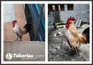 Jual Ayam Kate Pekanbaru