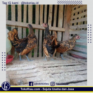 Jual Ayam Batik Kanada